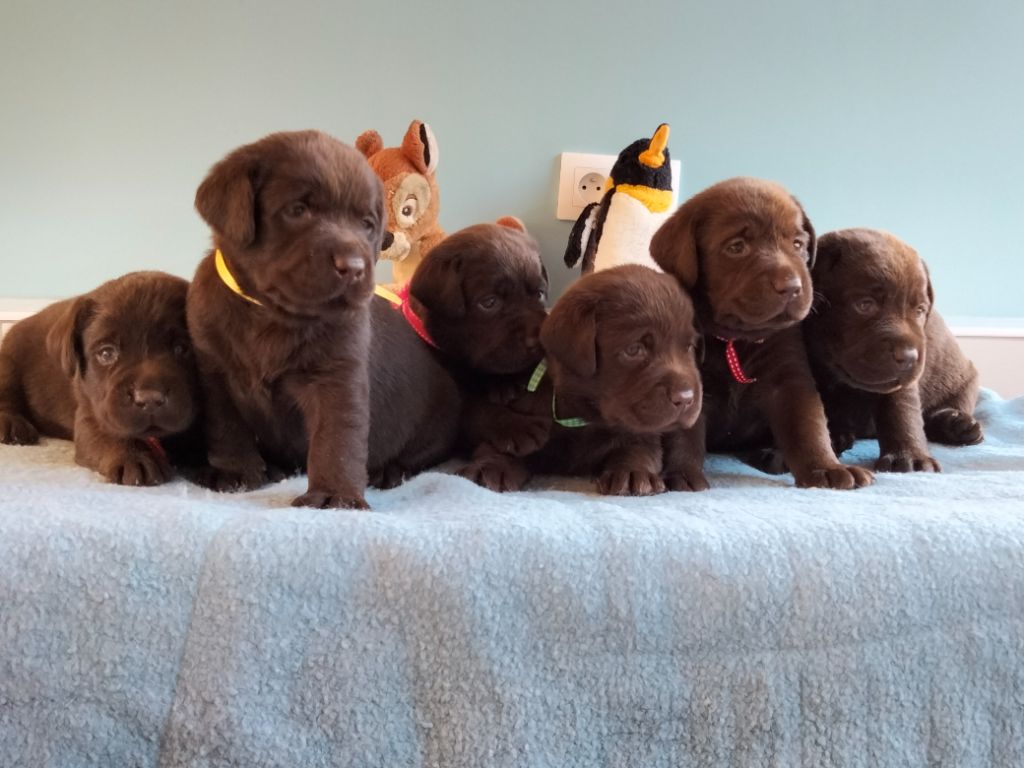 Du Domaine De La Sauvagine - Magnifique portée de chiots chocolats en Normandie avec papa champion 