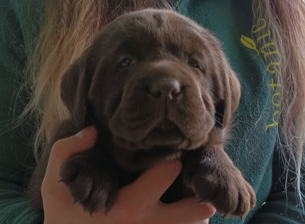 Du Domaine De La Sauvagine - 2 Magnifique fifilles labrador chocolat de disponibles