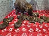  - Magnifiques petites femelles labrador chocolat à réserver en Normandie