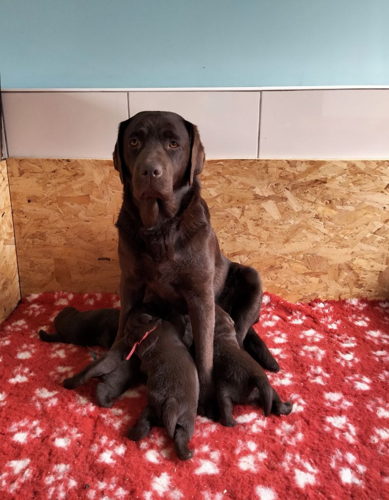 Du Domaine De La Sauvagine - Magnifique portée de chiots chocolats en Normandie