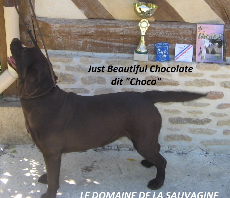 Just beautiful chocolate dit choco Des Cerisiers Du Béart
