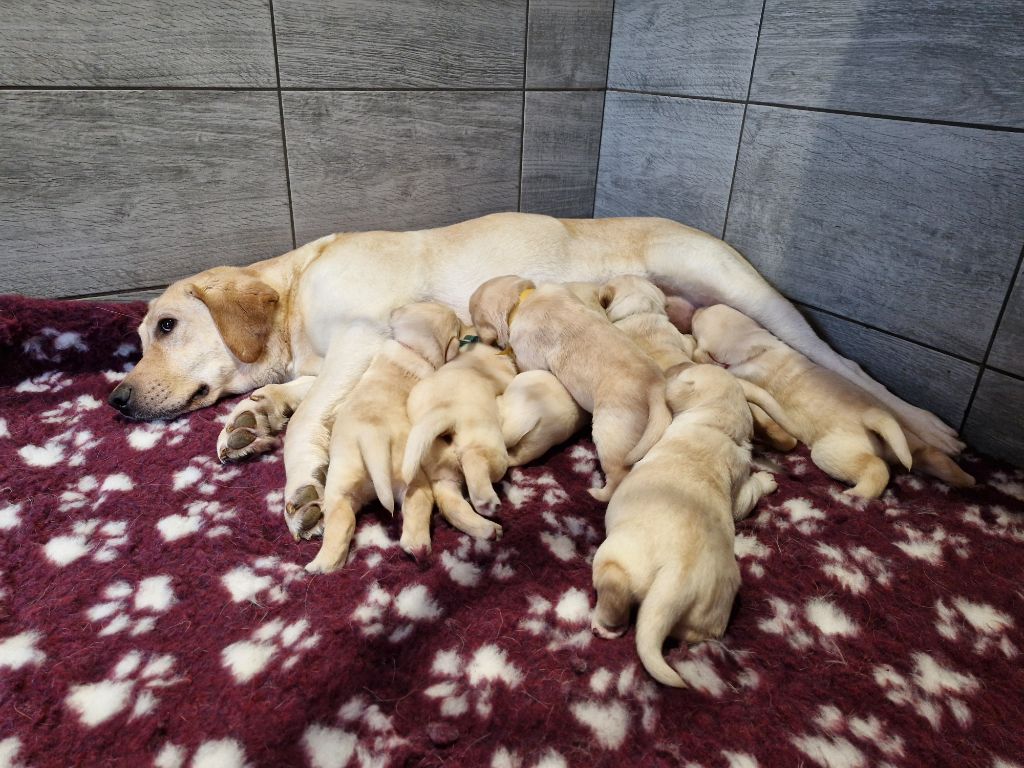 chiot Labrador Retriever Du Domaine De La Sauvagine