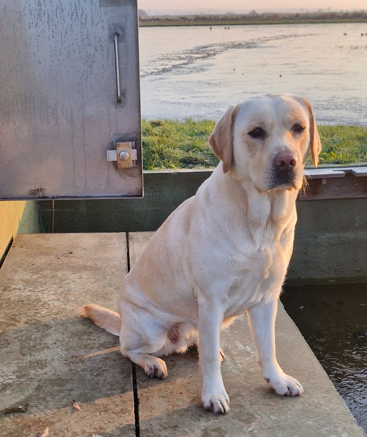 Snow belle Du Domaine De La Sauvagine