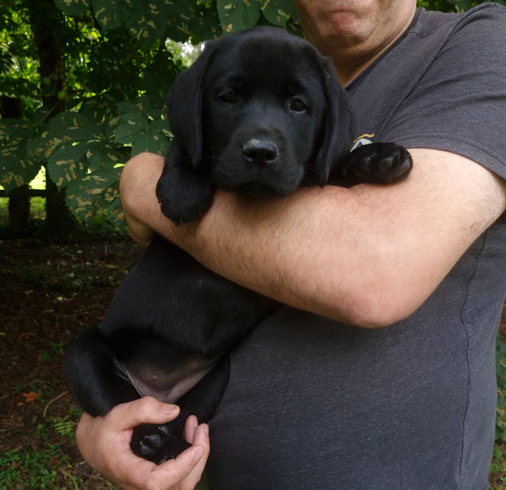 Altesse une adorable petite femelle Labrador noire en Normandie.