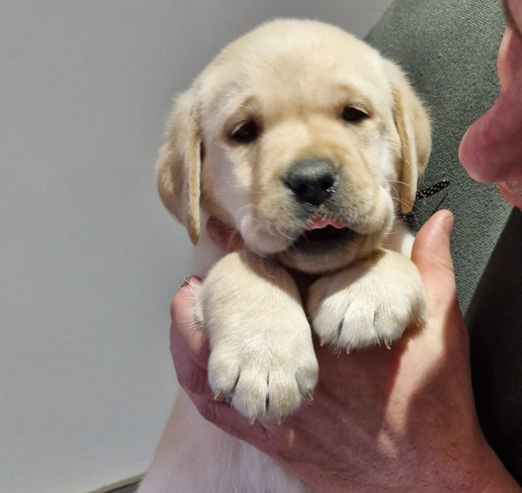 Magnifique chiot labrador Sable en Normandie près de lisieux.