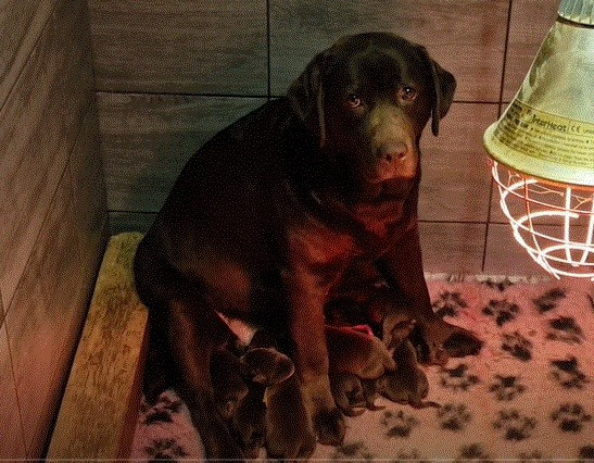 Magnifiques chiots Labradors femelles chocolats LOF disponibles en Normandie près de Lisieux