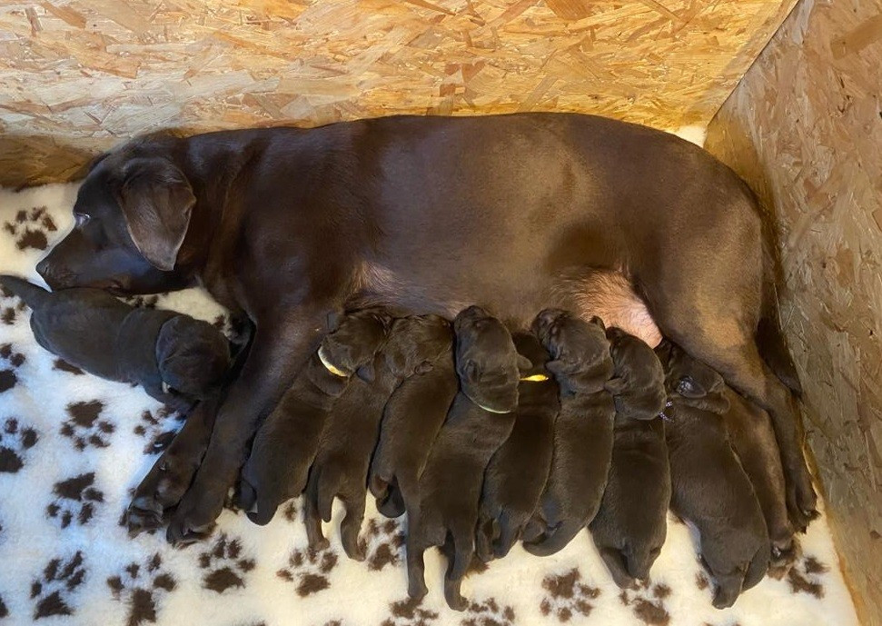 Magnifiques chiots Labradors femelles chocolats LOF disponibles en Normandie près de Lisieux
