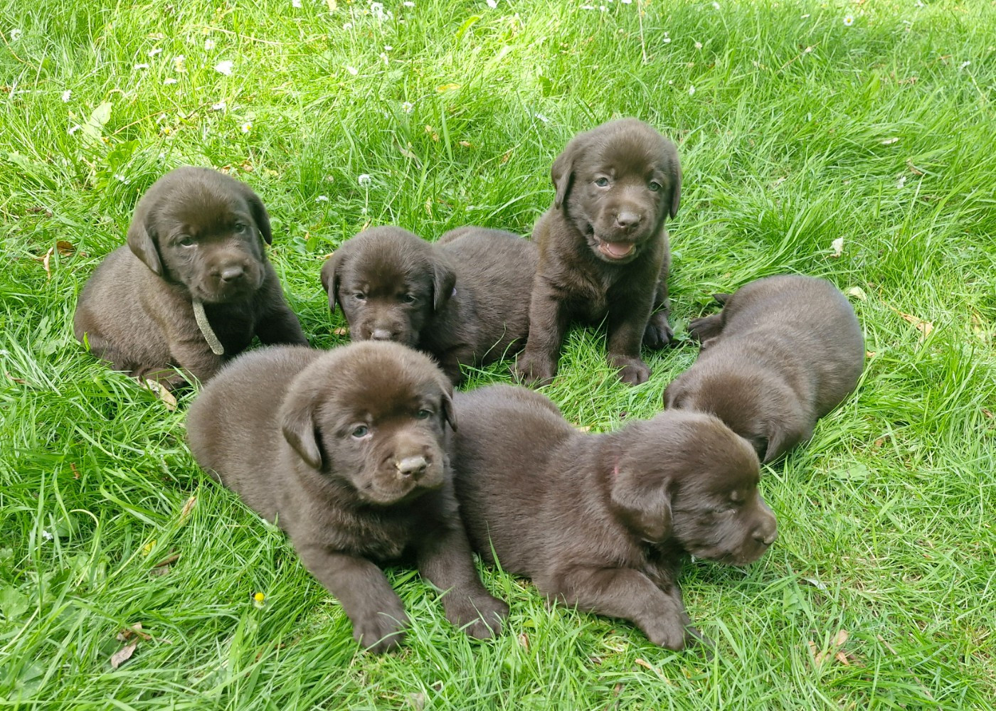 Magnifiques chiots Labradors chocolats LOF en Normandie près de Lisieux