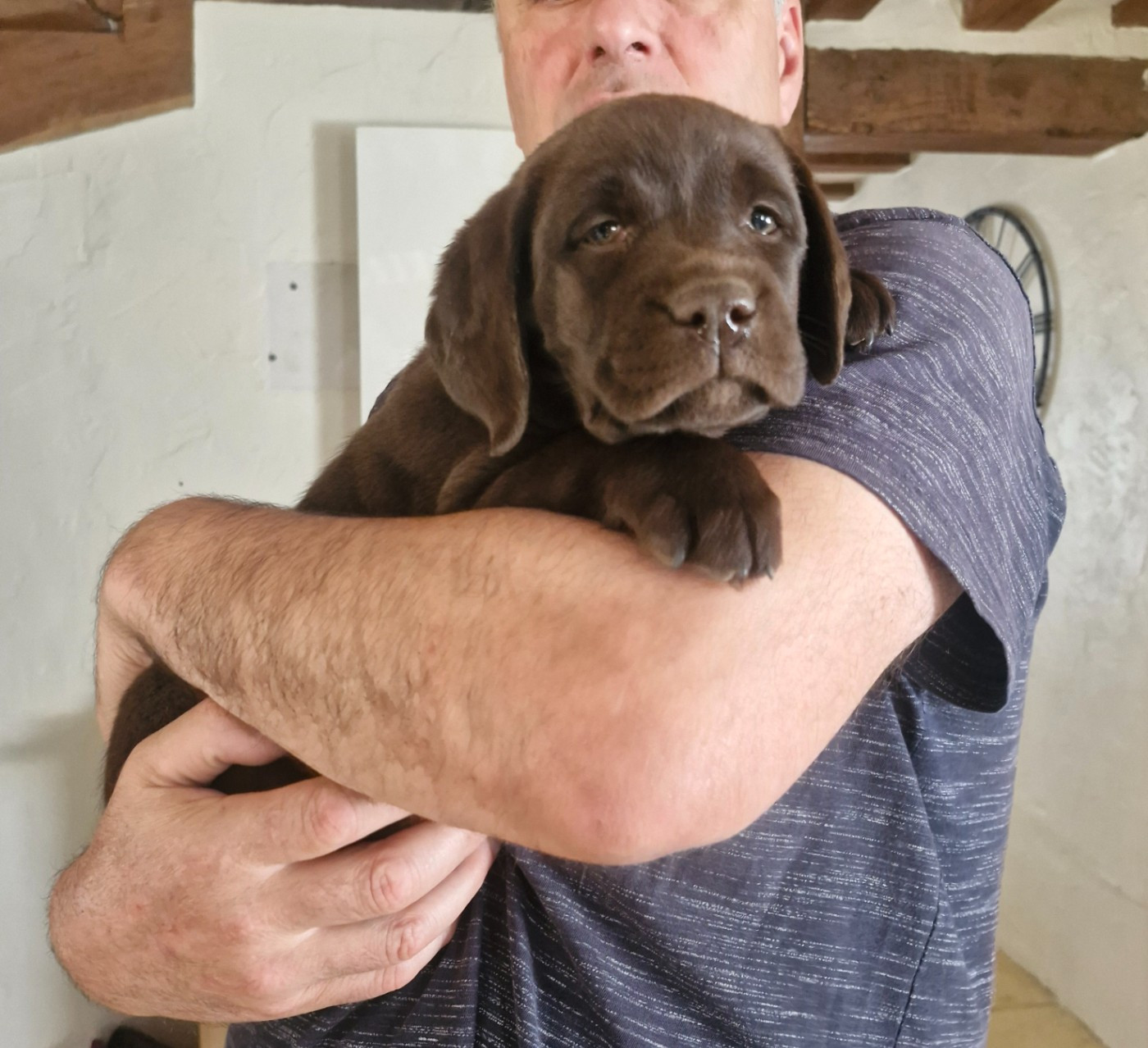 Magnifique petite femelle Labrador chocolat LOF en Normandie près de Lisieux issue d'une portée "Label Or".