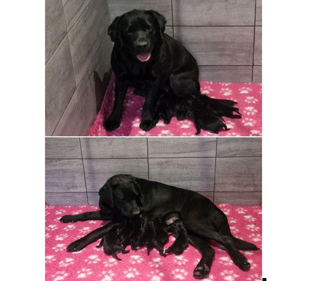Magnifiques chiots labrador Noirs et chocolats à réserver en Normandie