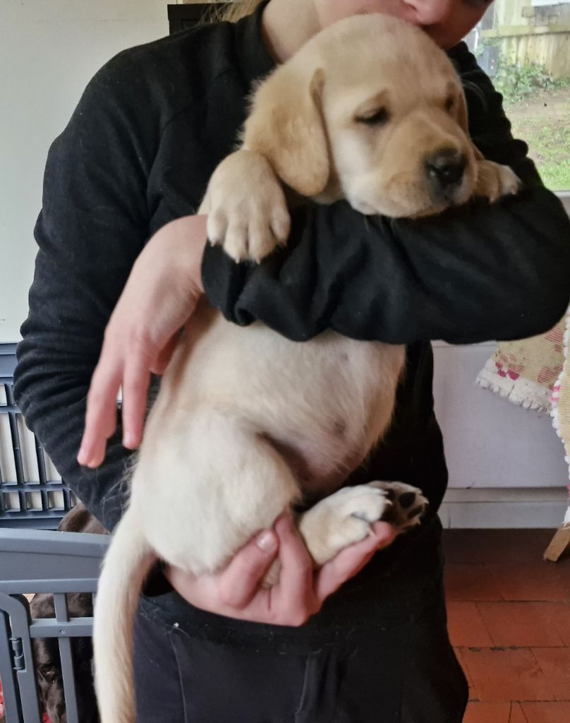 Magnifiques chiot Labrador sable LOF à réserver en Normandie (14)