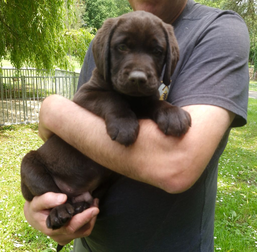 Apache, un adorable chiot labrador chocolat disponible en Normandie.