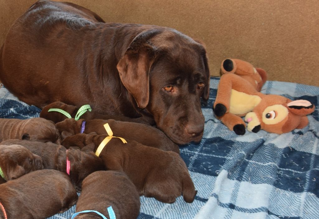 Magnifiques chiots labrador chocolats à réserver en Normandie