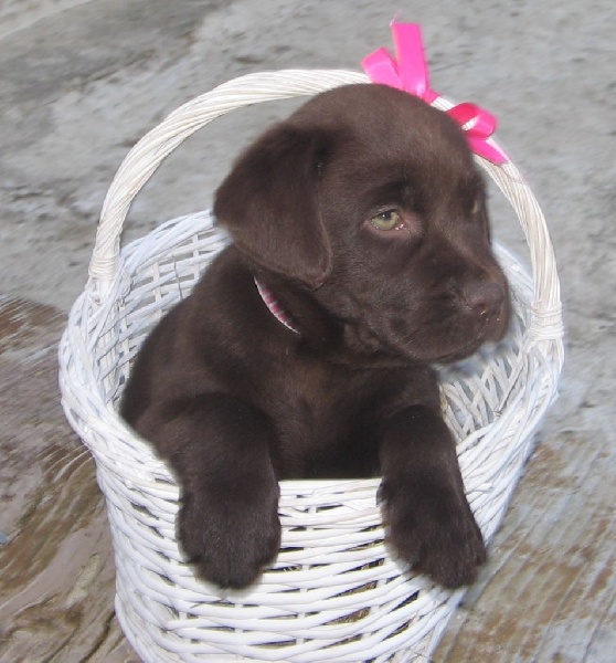 Chiot Labrador Retriever Du Domaine De La Sauvagine
