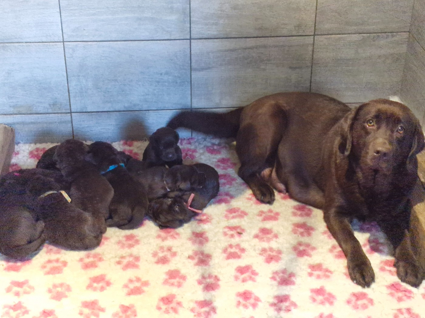 Du Domaine De La Sauvagine - Chiots disponibles - Labrador Retriever