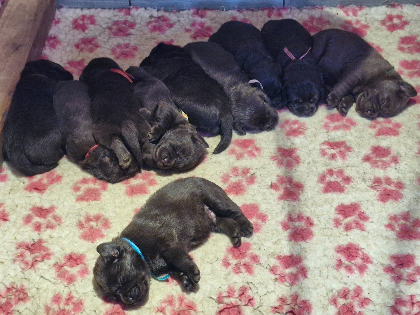 Du Domaine De La Sauvagine - Chiots disponibles - Labrador Retriever