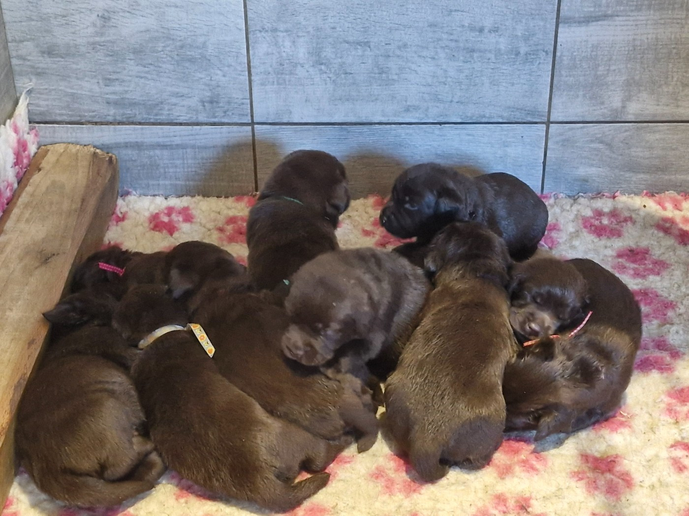 Du Domaine De La Sauvagine - Chiots disponibles - Labrador Retriever