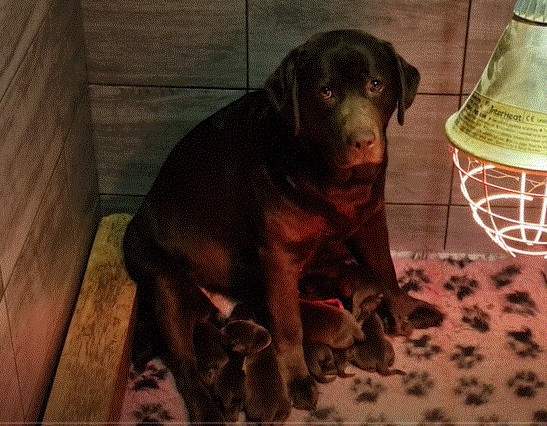 Du Domaine De La Sauvagine - Chiots disponibles - Labrador Retriever