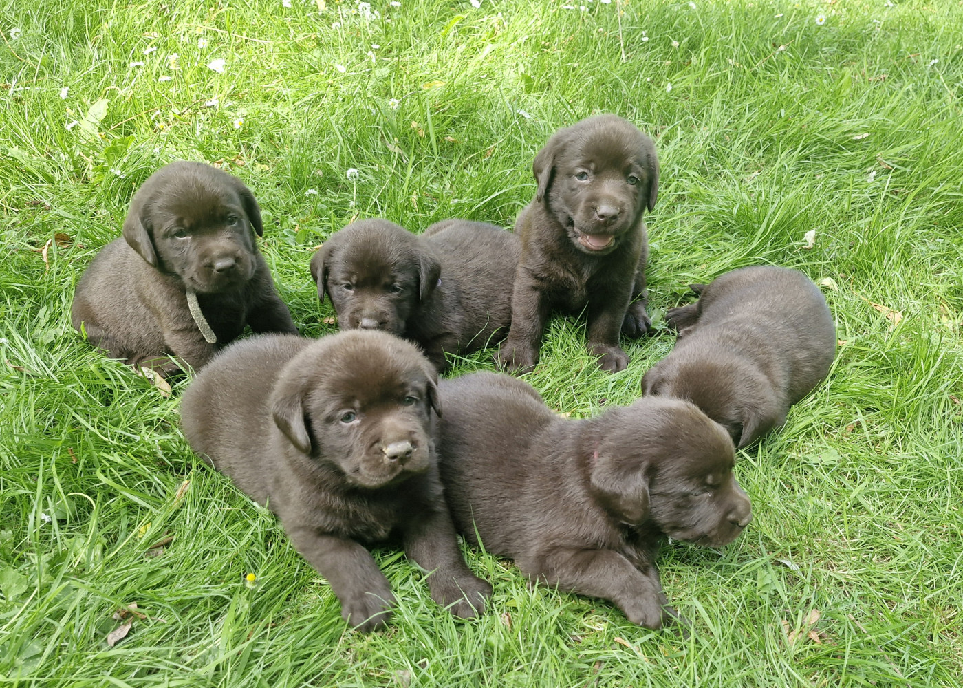 Du Domaine De La Sauvagine - Chiots disponibles - Labrador Retriever