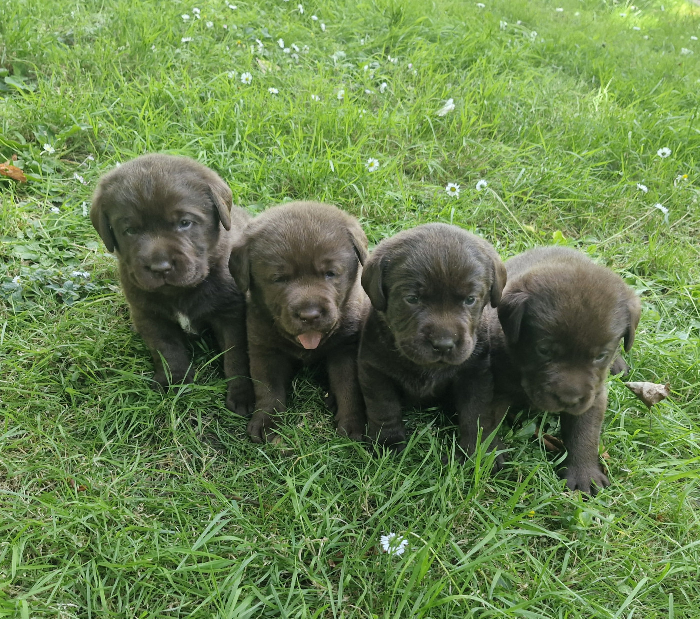 Du Domaine De La Sauvagine - Chiots disponibles - Labrador Retriever