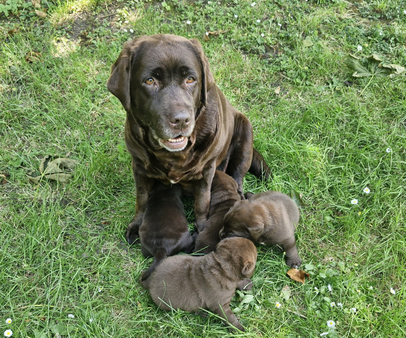 Du Domaine De La Sauvagine - Chiots disponibles - Labrador Retriever