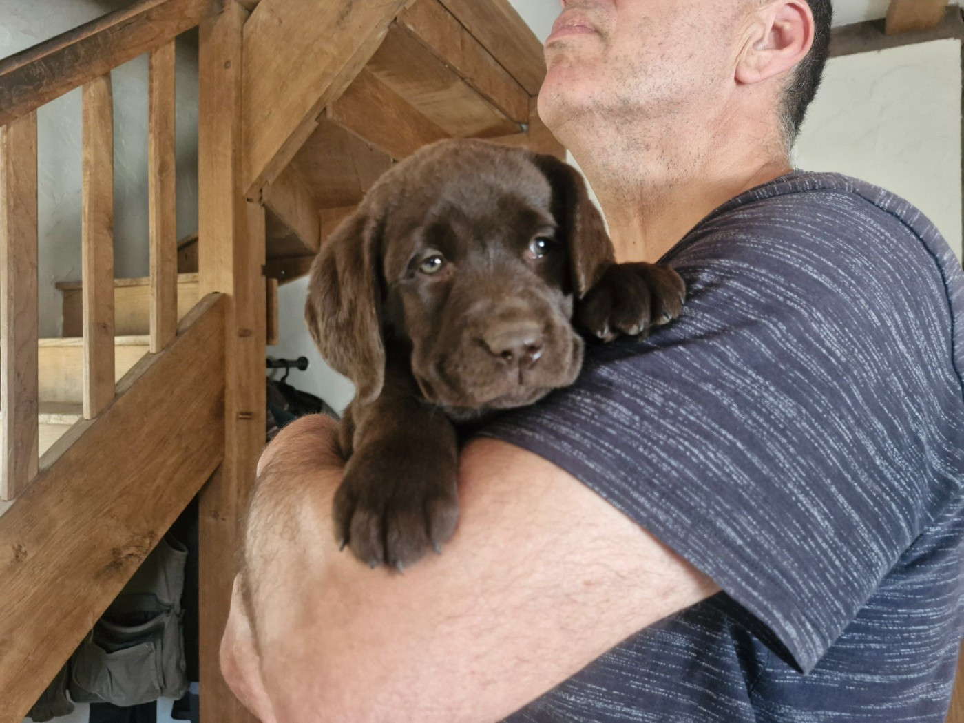 Du Domaine De La Sauvagine - Chiots disponibles - Labrador Retriever