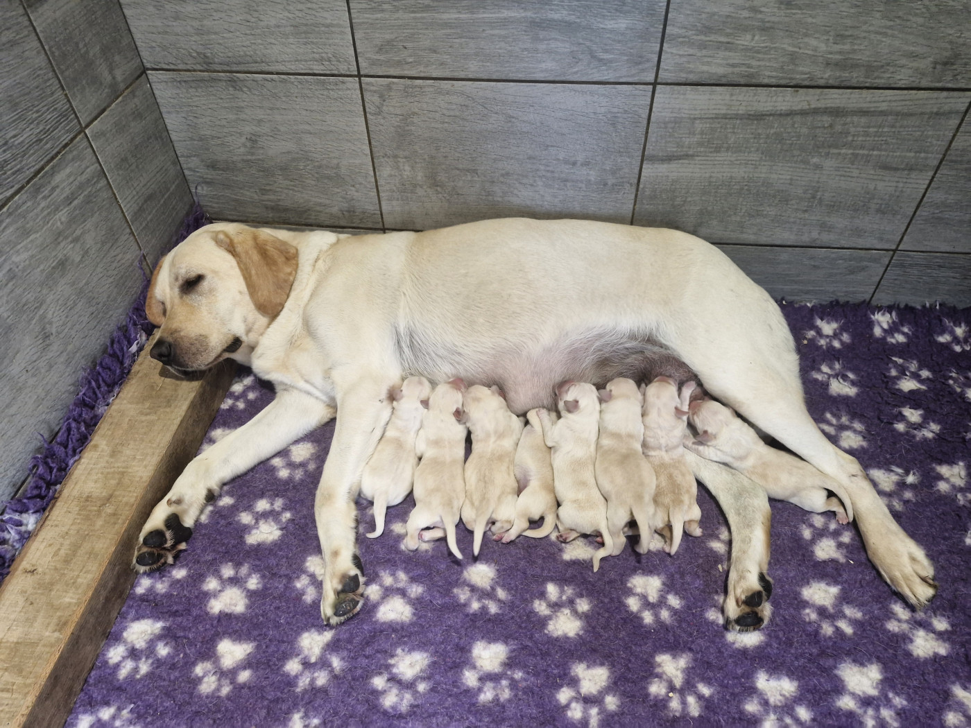 Du Domaine De La Sauvagine - Chiots disponibles - Labrador Retriever