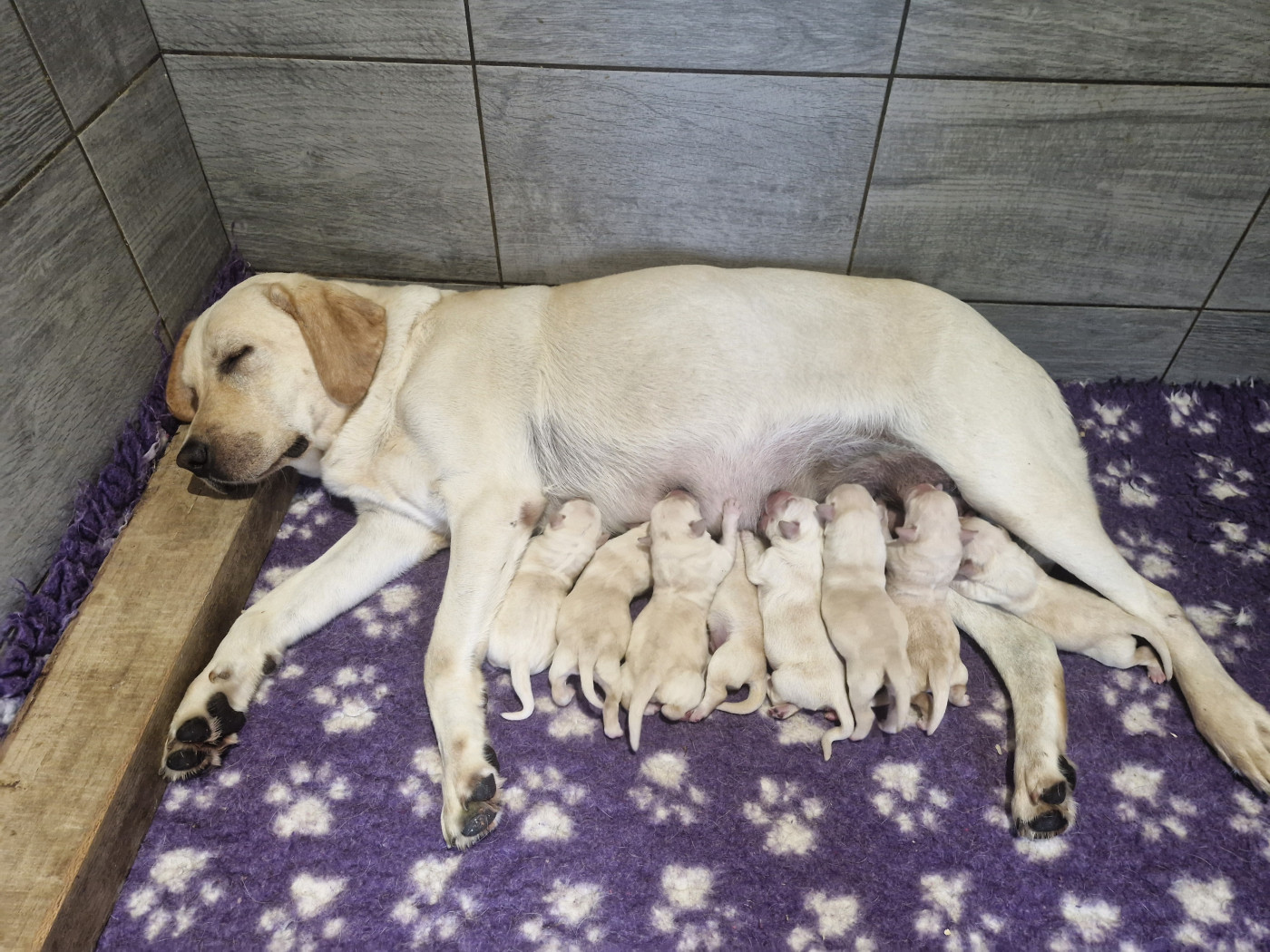 Du Domaine De La Sauvagine - Chiots disponibles - Labrador Retriever