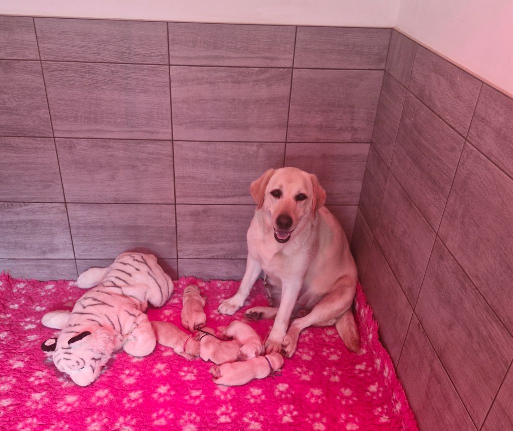 Du Domaine De La Sauvagine - Chiots disponibles - Labrador Retriever