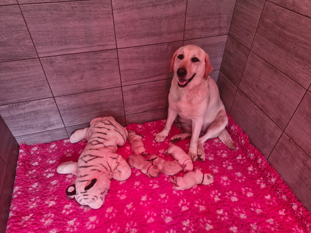 Du Domaine De La Sauvagine - Chiots disponibles - Labrador Retriever