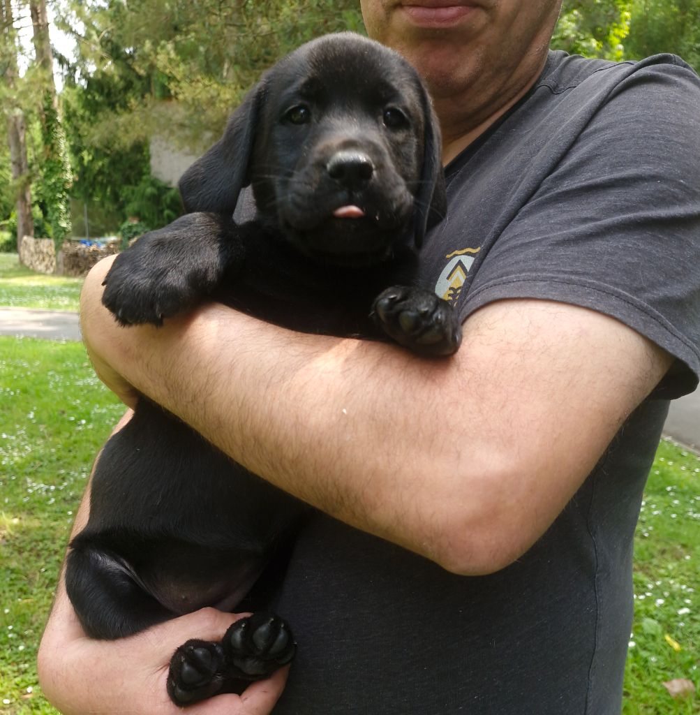Du Domaine De La Sauvagine - Chiots disponibles - Labrador Retriever