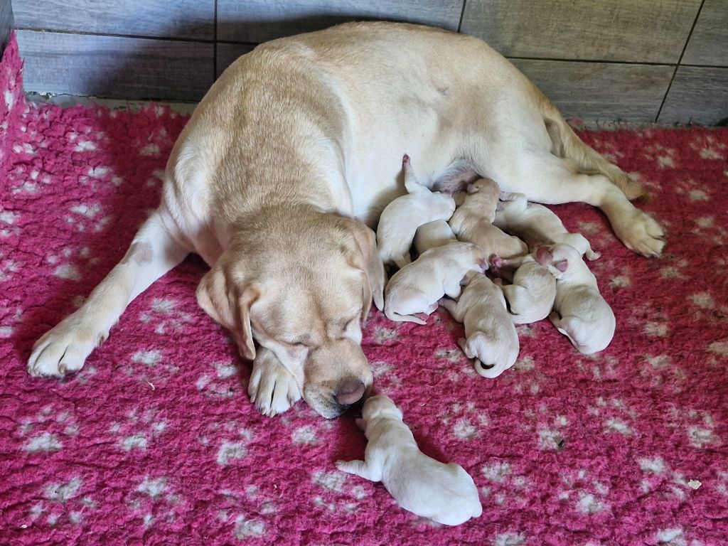 Du Domaine De La Sauvagine - Chiots disponibles - Labrador Retriever
