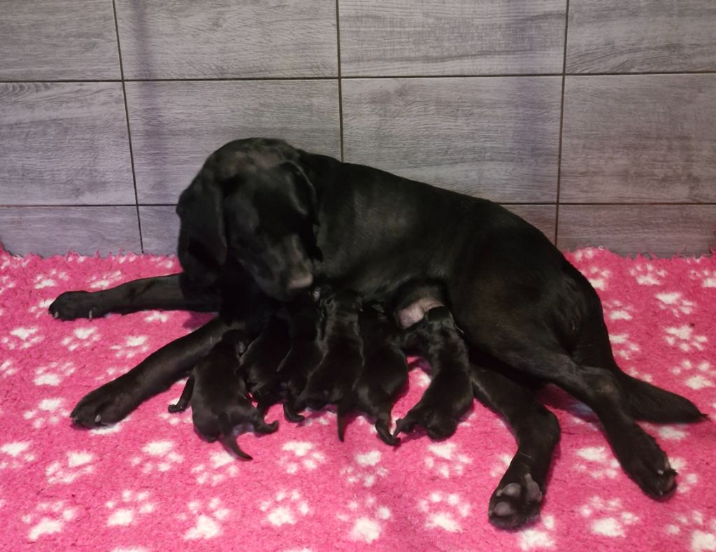 Du Domaine De La Sauvagine - Chiots disponibles - Labrador Retriever