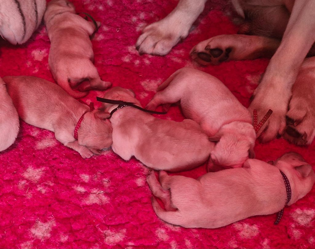 Du Domaine De La Sauvagine - Chiots disponibles - Labrador Retriever