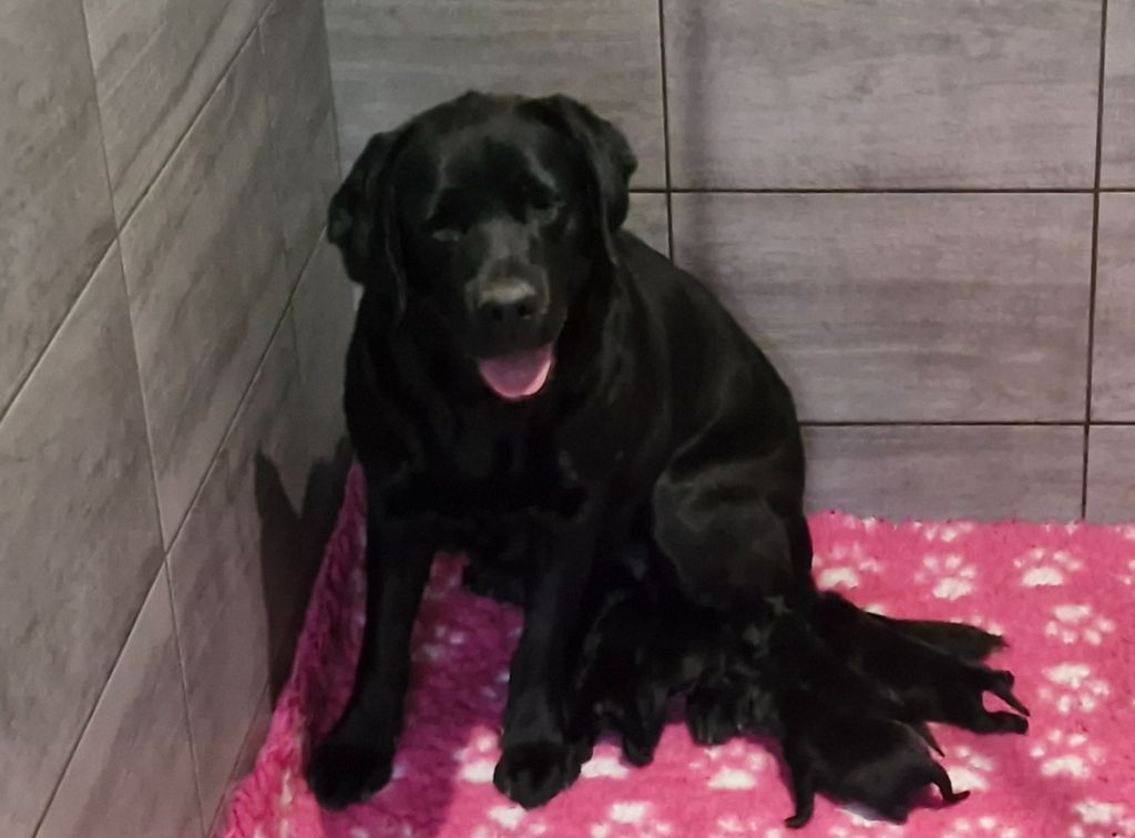 Du Domaine De La Sauvagine - Chiots disponibles - Labrador Retriever