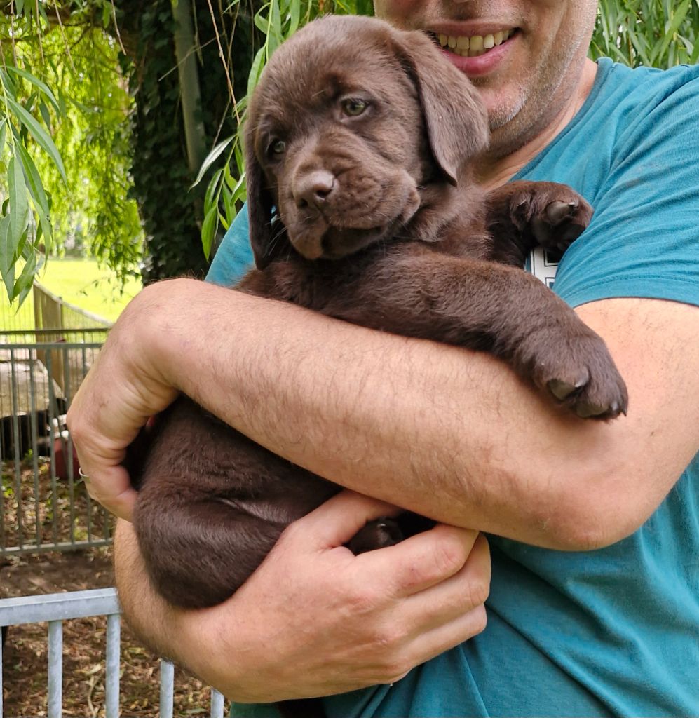 Chiot Labrador Retriever Du Domaine De La Sauvagine