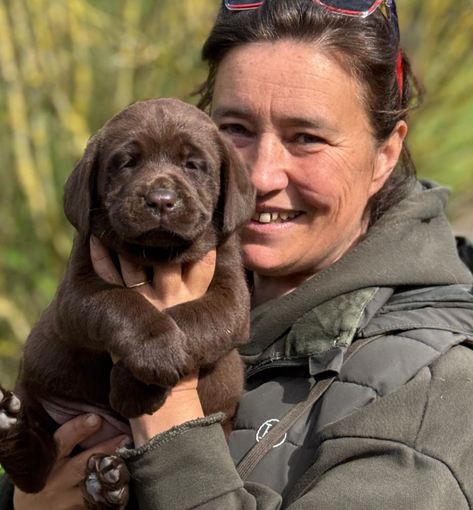 Du Domaine De La Sauvagine - Chiots disponibles - Labrador Retriever