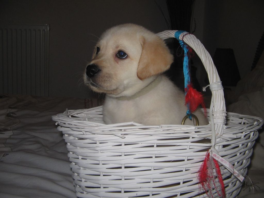 Chiot Labrador Retriever Du Domaine De La Sauvagine