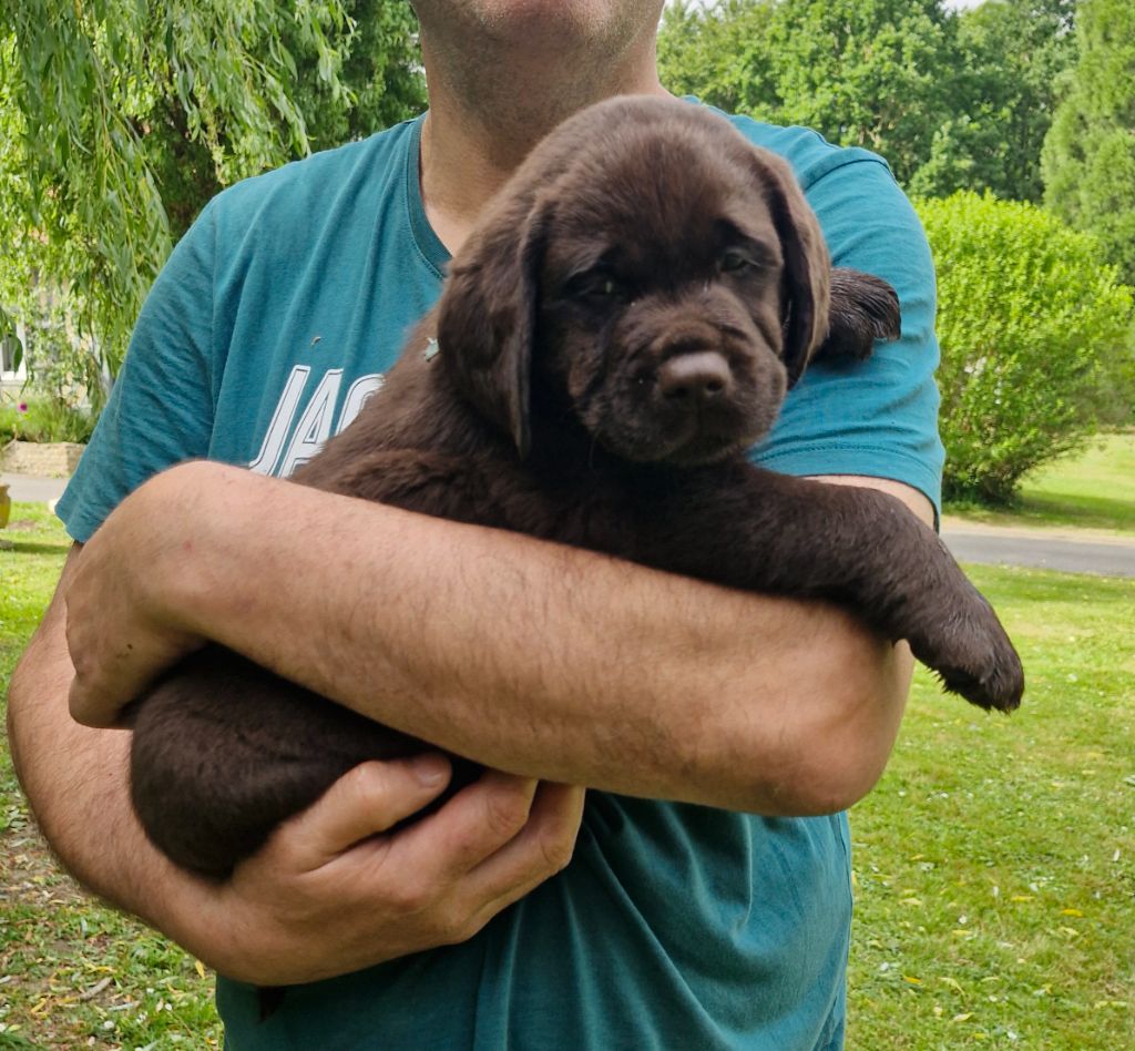 Du Domaine De La Sauvagine - Chiots disponibles - Labrador Retriever