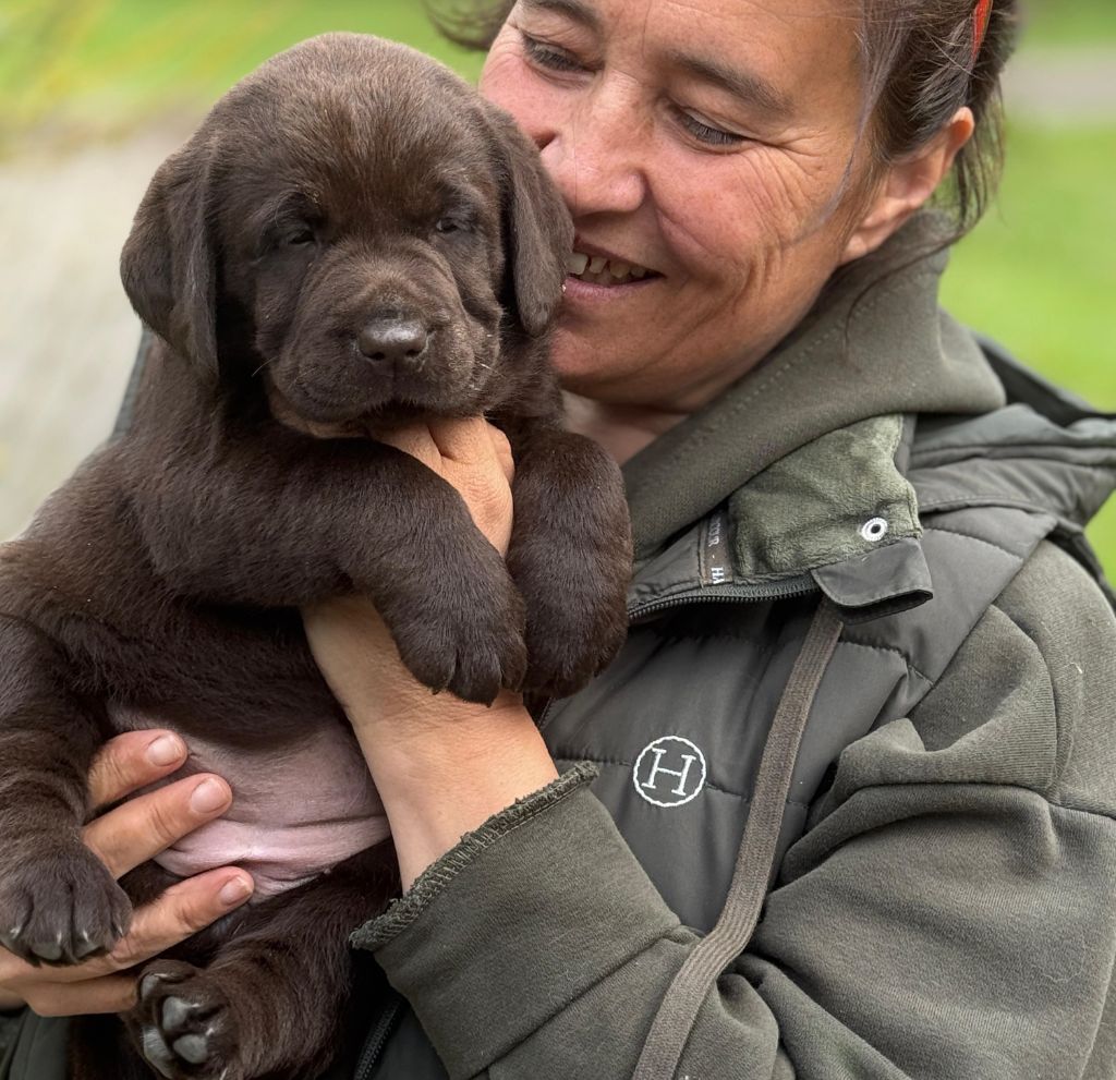 Du Domaine De La Sauvagine - Chiots disponibles - Labrador Retriever