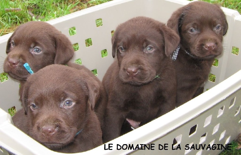Chiot Labrador Retriever Du Domaine De La Sauvagine