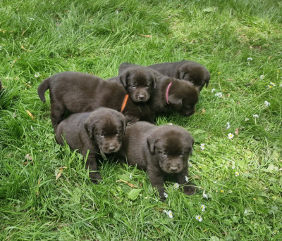 Chiot N°2