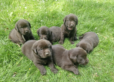 Chiot N°5