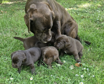 Chiot N°2