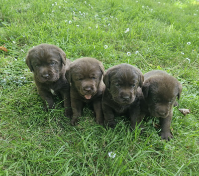 Chiot N°4