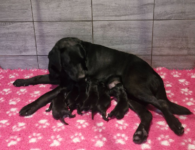 CHIOT 7