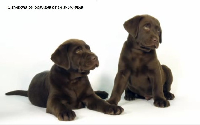 chiot ruban noir