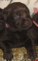 Moka