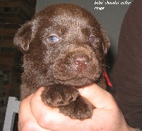 Mochi Brown