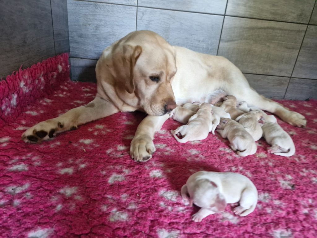 Du Domaine De La Sauvagine - Chiots disponibles - Labrador Retriever